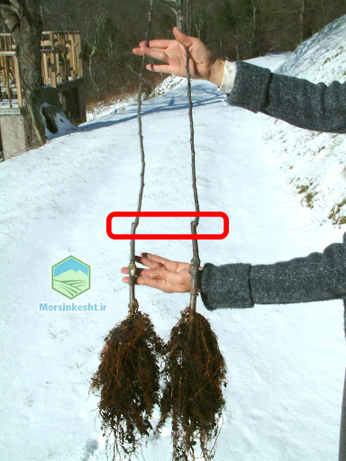 تشخیص محل پیوند روی پایه در نهال های پیوندی توسط کارشناسان انجام می شود