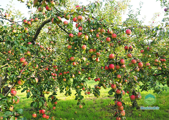 درخت سیب پیوندی روی پایه رویشی مالینگ یکی از درختان پربار . محبوب بین باغداران به شمار می آید