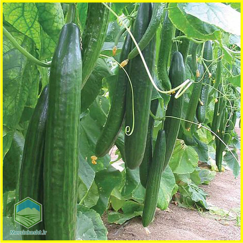 بذرهای هیبرید مرسین کشت