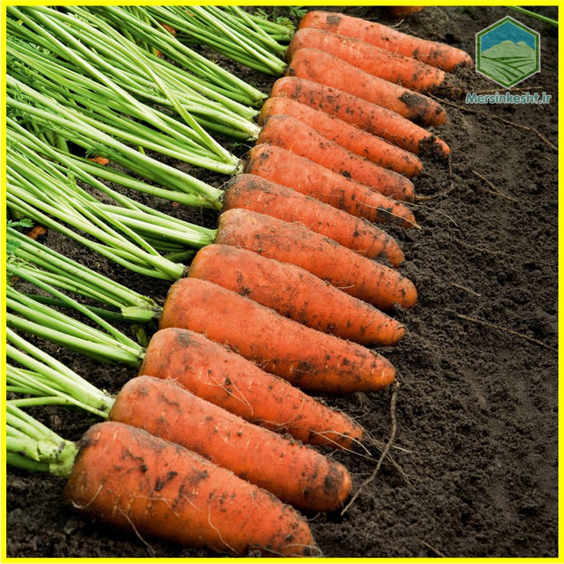 بذرهای هیبرید ترکیبی F1