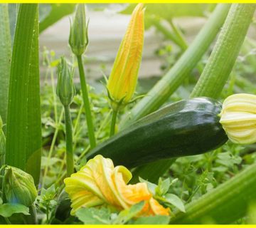 ّf1 hybrid seeds plants گیاهان و بذرهای هیبرید چیست