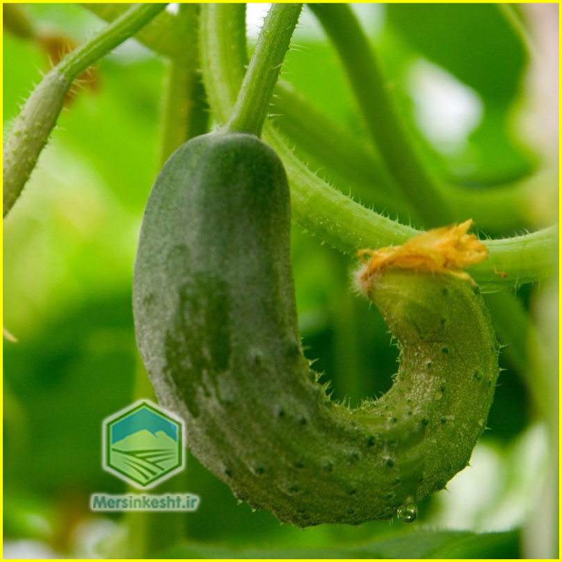 Nitrogen deficiency کمبود نیتروژن