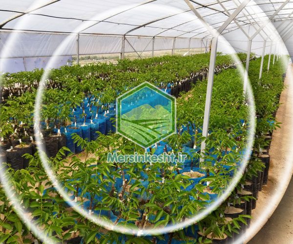 بازدید گیاهپزشکی مرسین کشت