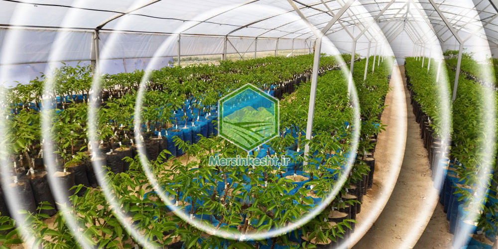 بازدید گیاهپزشکی مرسین کشت