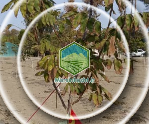 شانکر ناتراسیا