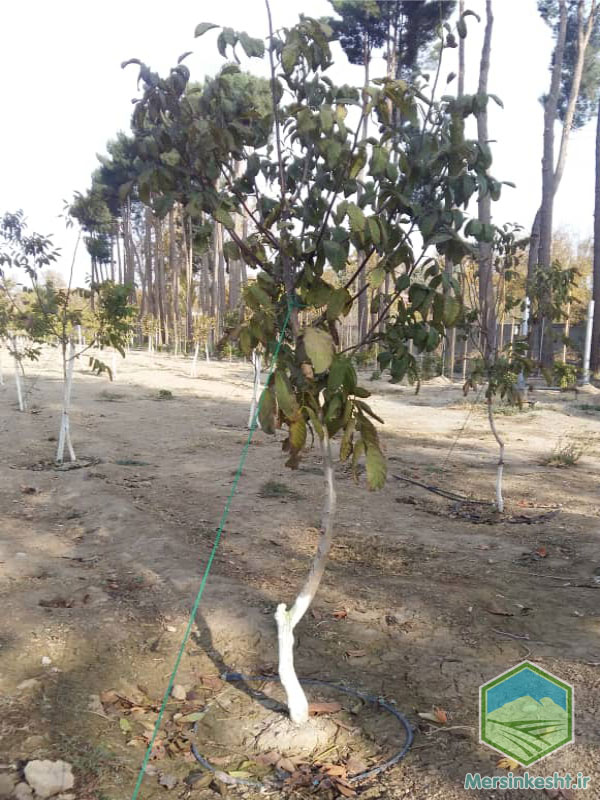 g3 Canker Natrasia شانکر ناتراسیایی گردو