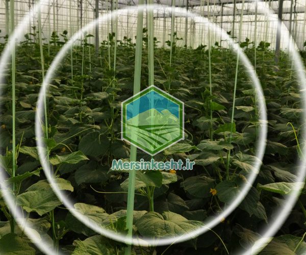 گیاهپزشکی Mersin kesht