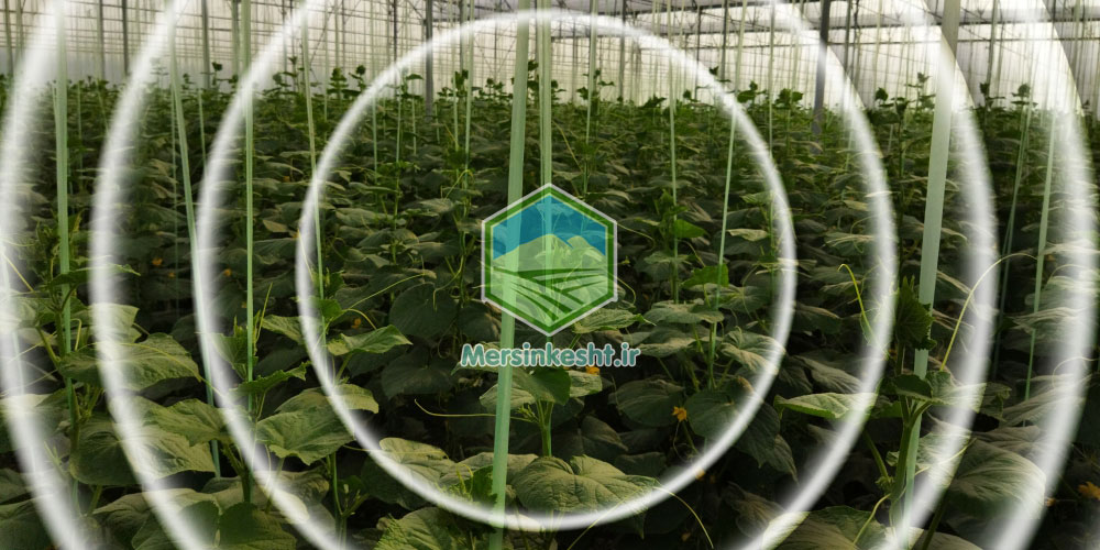 گیاهپزشکی Mersin kesht