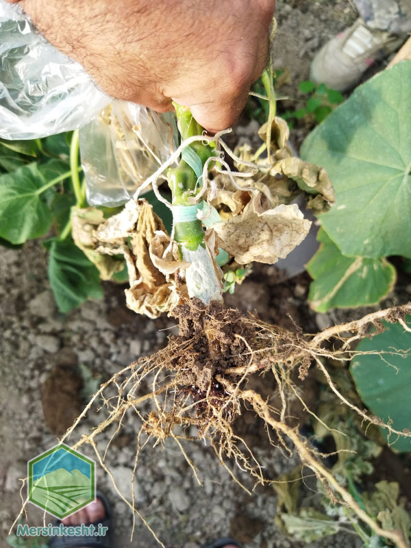 kh1 Cucumber greenhouse بوته میری جالیز