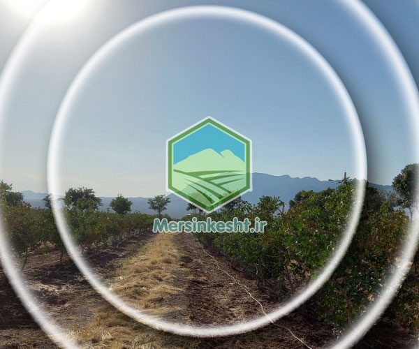 Pistachio in Akhtarabad, Markazi province