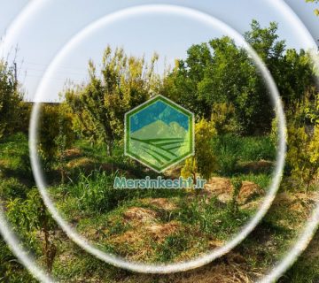 صبا شهر شهریار مرسین کشت گیاهپزشکی