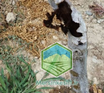 شانکر سزشاخه گردو