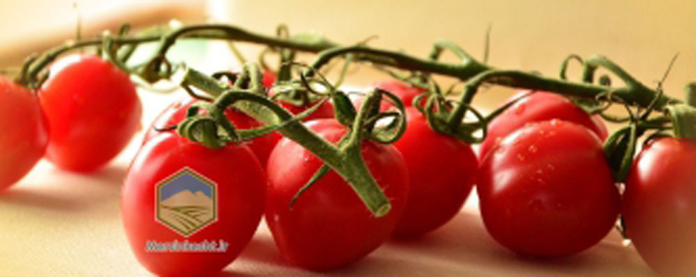 درشت کردن گوجه فرنگی