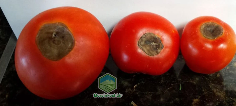 پوسیدگی گلگاه