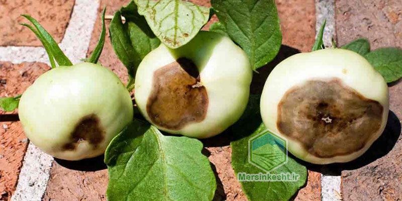 3 پوسیدگی میوه