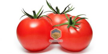 بهتربن گوجه فرنگی