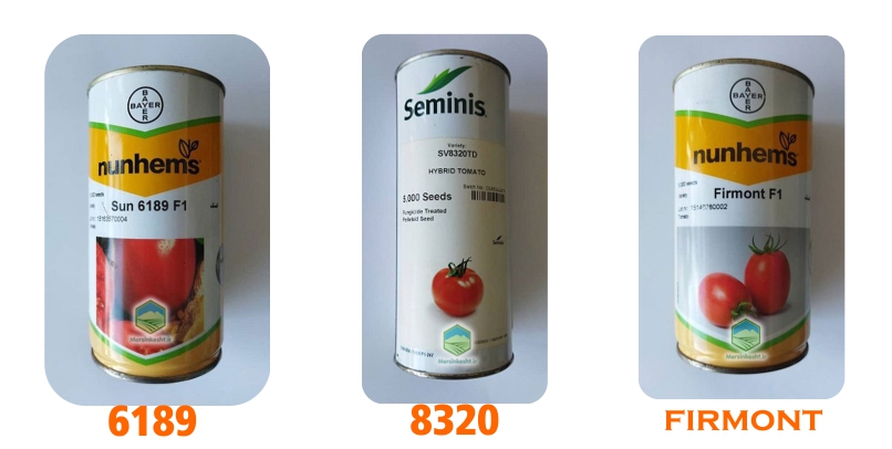 seed بذر گوجه فرنگی