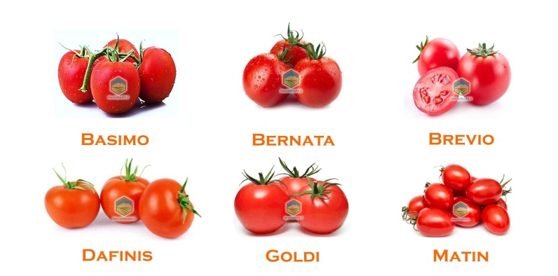 seed2 گوحه فرنگی تجاری