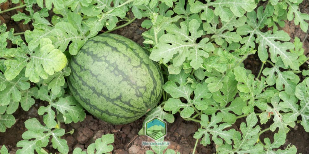 علت بدشکلی هندوانه watermelon defromation
