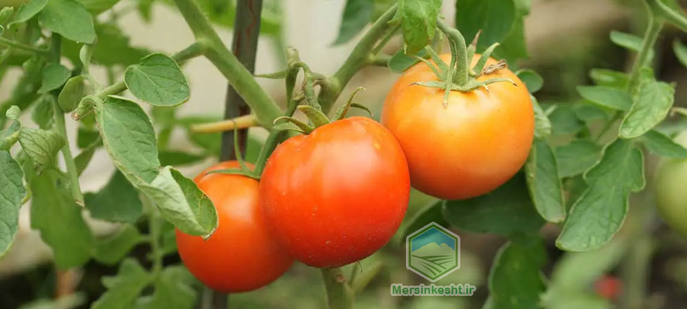 بهترین زمان کاشت گیاه گوجه فرنگی + نحوه کاشت