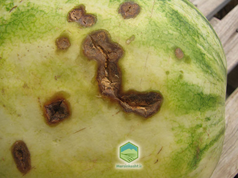 anthracnos آنترانوز هندوانه