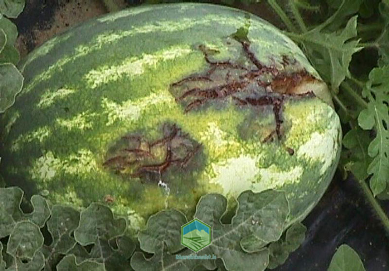 bacterial-scald لکه باکتریایی