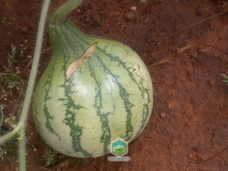 potassium-deficiency کمبود پتاسیم در هندوانه