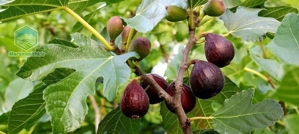 8 دلیل ریزش میوه انجیر + راه حل Reasons for fig fruit fall + solution