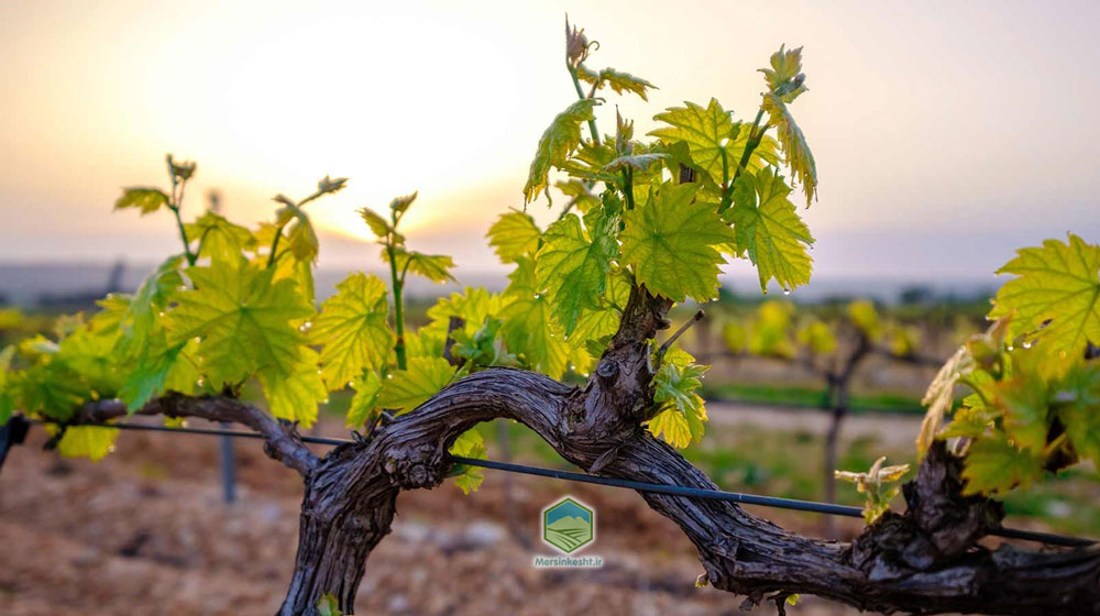 نحوه هرس انگور+نکات