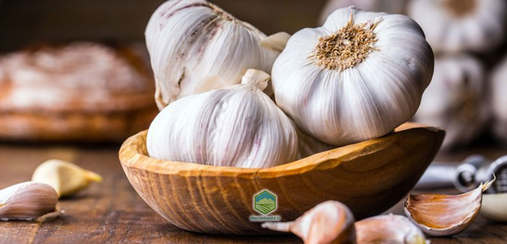 برنامه کودی سیر و پیاز