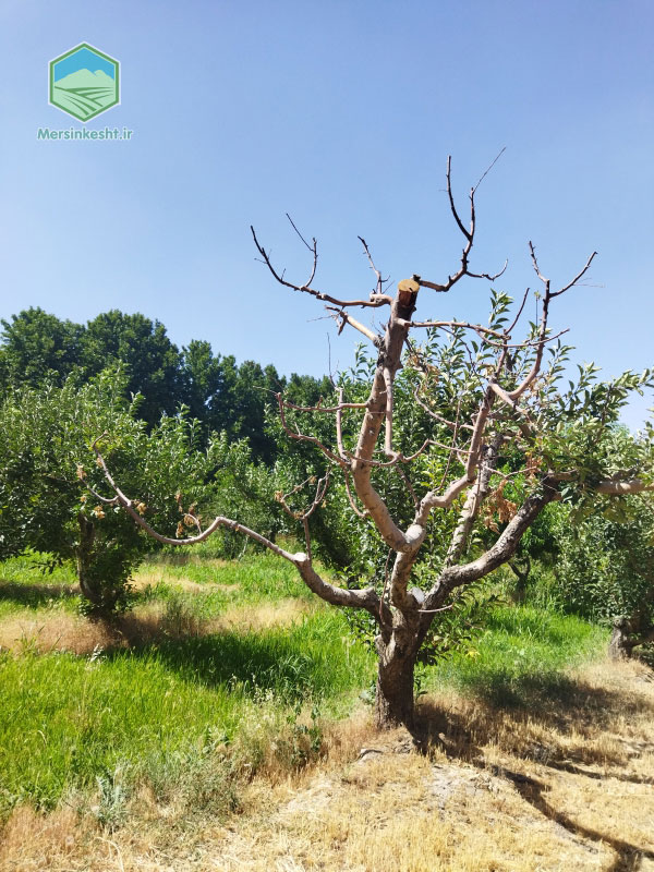 1 zarin-kosheh-apple-orchard-visit-report
