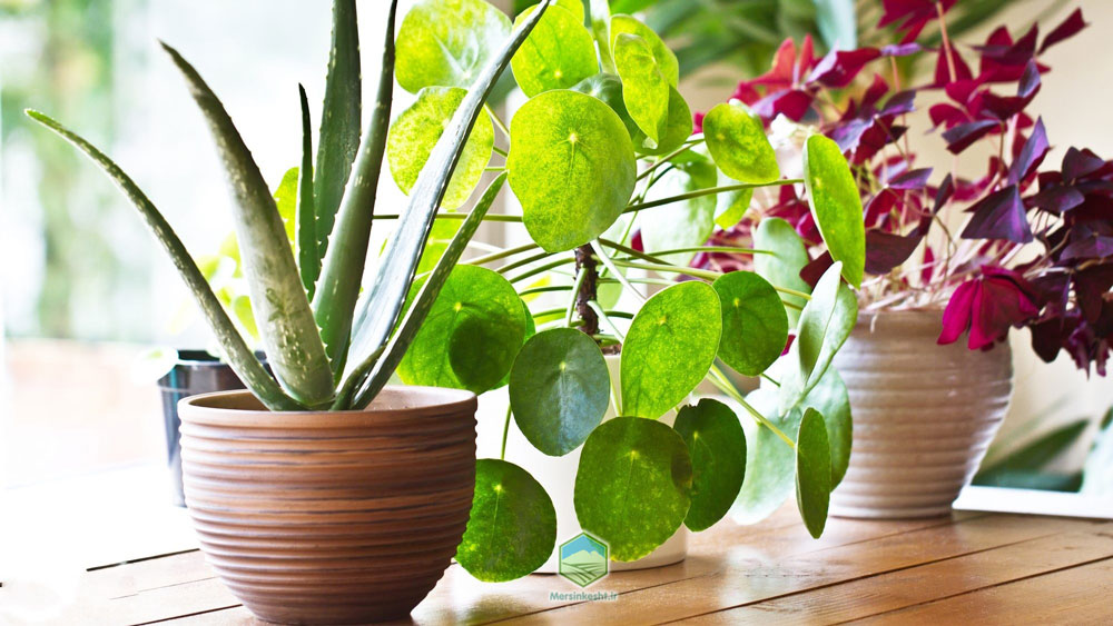 نحوه آبیاری گل های آپارتمانی در مسافرت