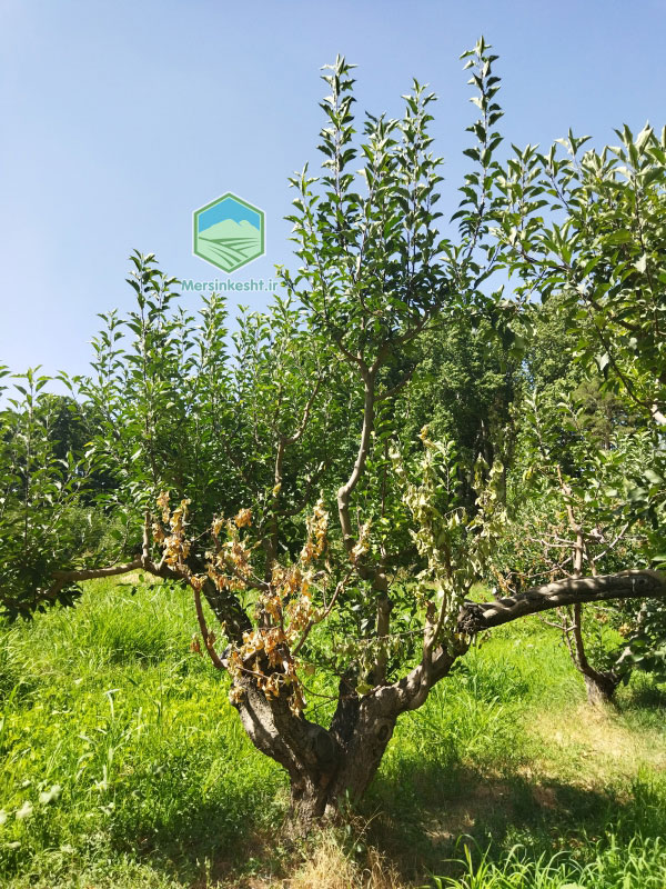 3 zarin-kosheh-apple-orchard-visit-report