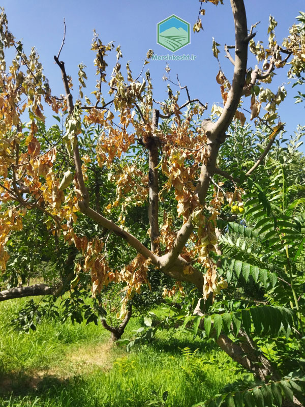 4 zarin-kosheh-apple-orchard-visit-report