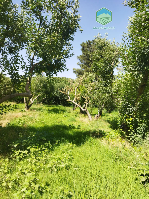 5 zarin-kosheh-apple-orchard-visit-report