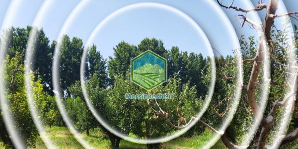 گزارش بازدید باغ سیب کشت و صنعت زرین خوشه