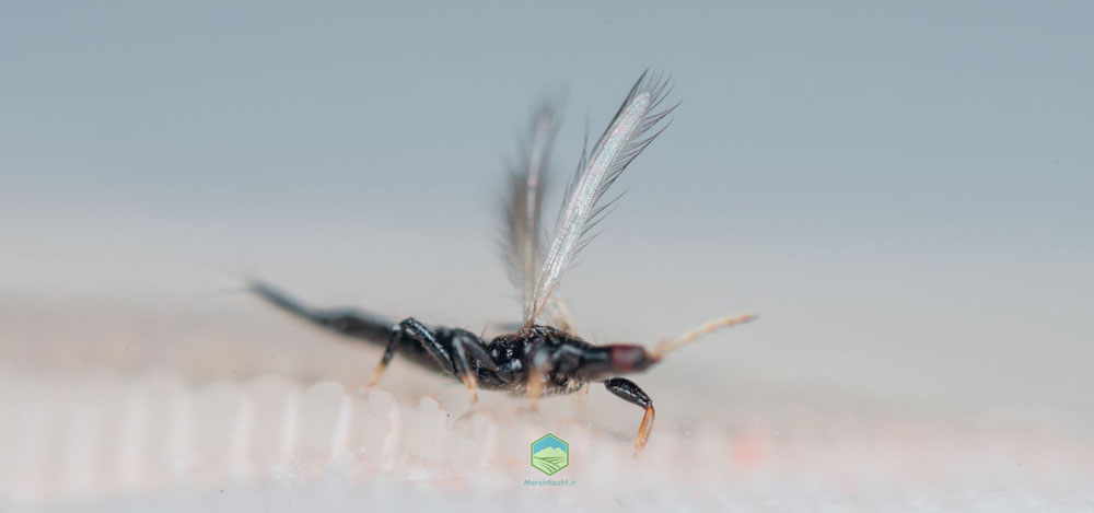 کنترل تریپس