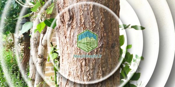 visiting-the-garden-plants-of-the-villa-in-karaj-lashgarabad-region