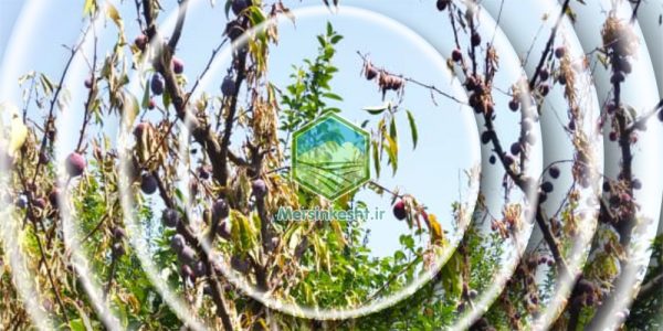 بازدید گیاهپزشکی مرسین کشت