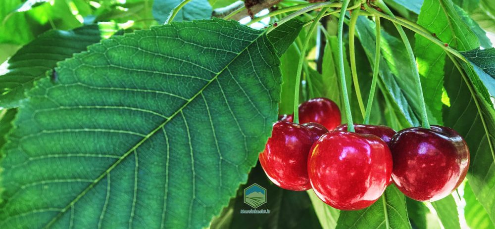 پژمردگی گیلاس