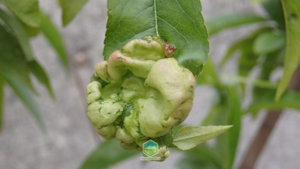 علت پیچیدگی برگ هلو