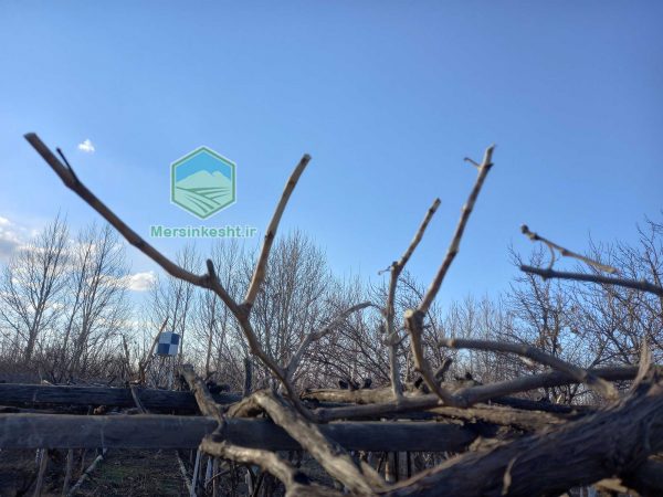 هرس درختان میوه در کردان کرج