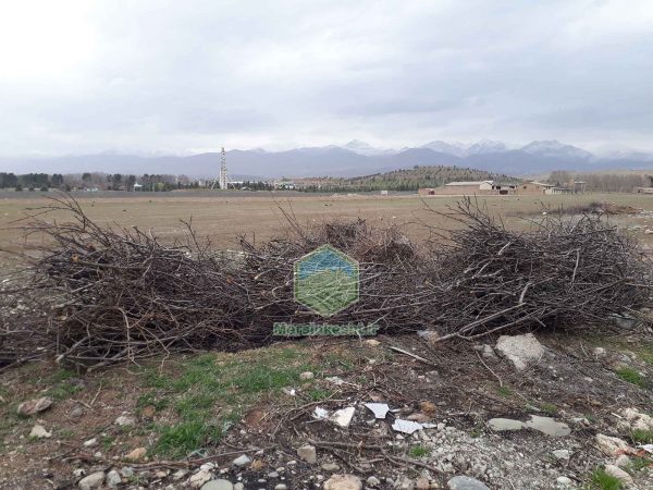 هرس درخت در منطقه سهیلیه استان البرز و کرج