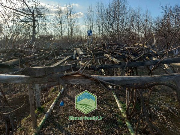 هرسکار درخت در شهریار تهران