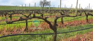 how-to-prune-espalier-trees-images-of-pruning-types