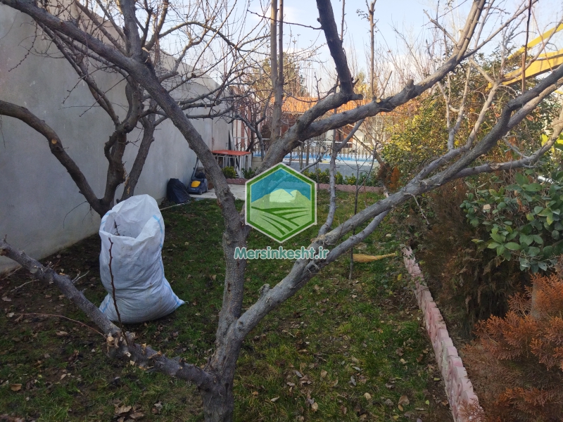 10 pruning-the-villa-garden-in-tehran-dasht