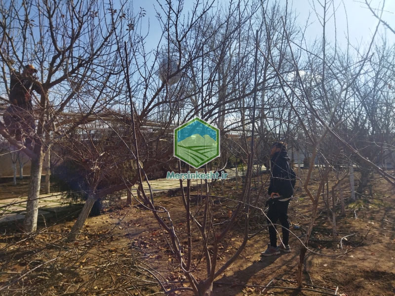 3 سهیلیه