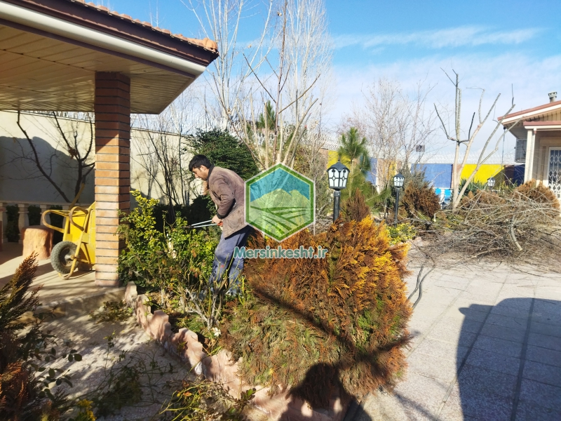 3 pruning-the-villa-garden-in-tehran-dasht