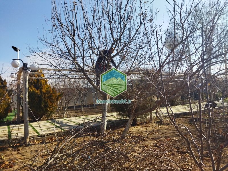 4 سهیلیه
