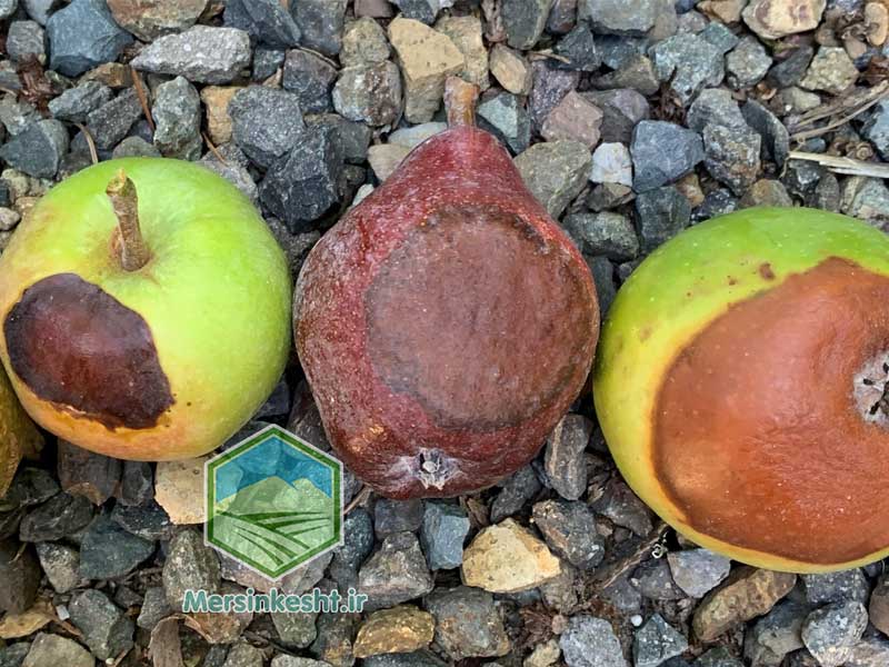 4 گرمازدگی و آفتابسوختگی گیاهان + راه های مقابله